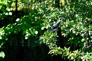 Striated Heron Unknown Spots Tue, 8/10/2021