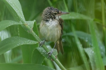 Oriental Reed Warbler 青森県小川原湖 Mon, 8/9/2021