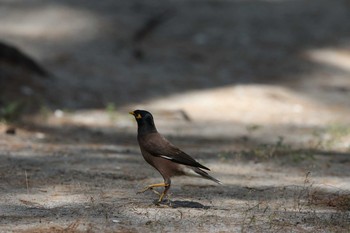 Common Myna Phraya Nakhon Cave Mon, 3/20/2017