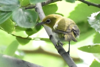 2021年8月11日(水) 埼玉県の野鳥観察記録