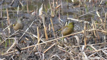 Sun, 4/2/2017 Birding report at Yatsu-higata