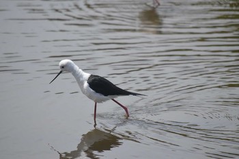 Black-winged Stilt Yatsu-higata Sun, 4/2/2017