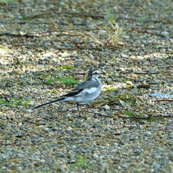 White Wagtail 守山みさき自然公園 Wed, 8/11/2021