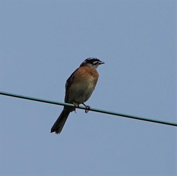 2021年8月11日(水) 守山みさき自然公園の野鳥観察記録