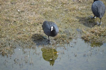 Eurasian Coot Yatsu-higata Sun, 4/2/2017