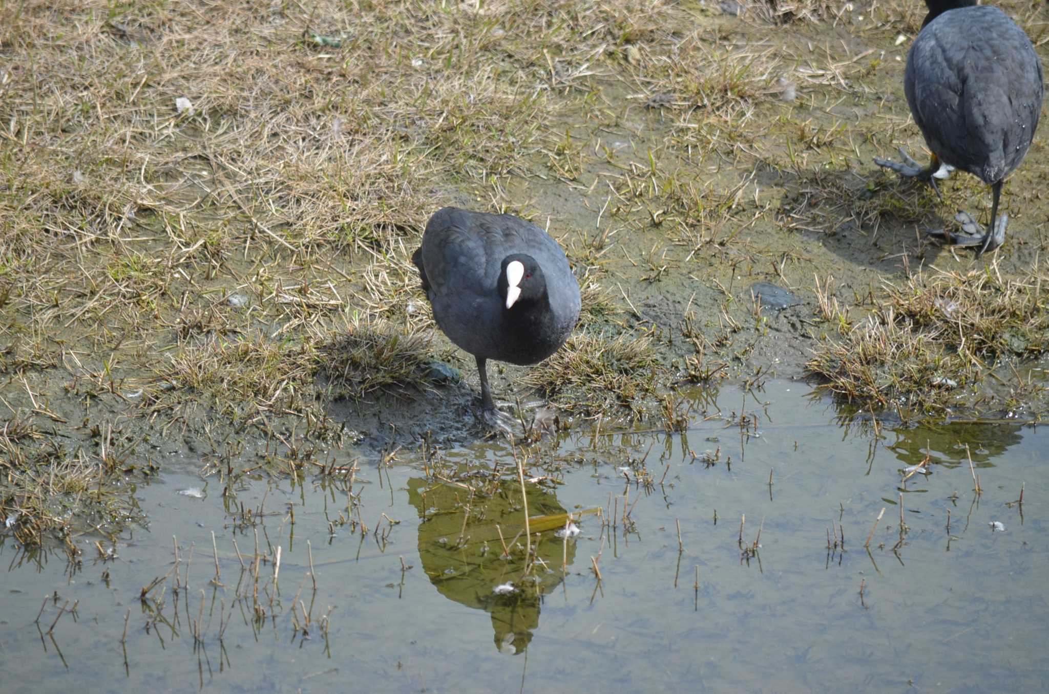 Photo of Eurasian Coot at Yatsu-higata by kaijinyama