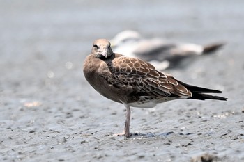 ウミネコ ふなばし三番瀬海浜公園 2021年8月11日(水)