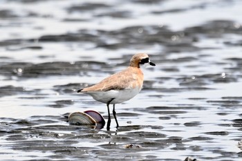 メダイチドリ ふなばし三番瀬海浜公園 2021年8月11日(水)