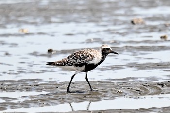 ダイゼン ふなばし三番瀬海浜公園 2021年8月11日(水)