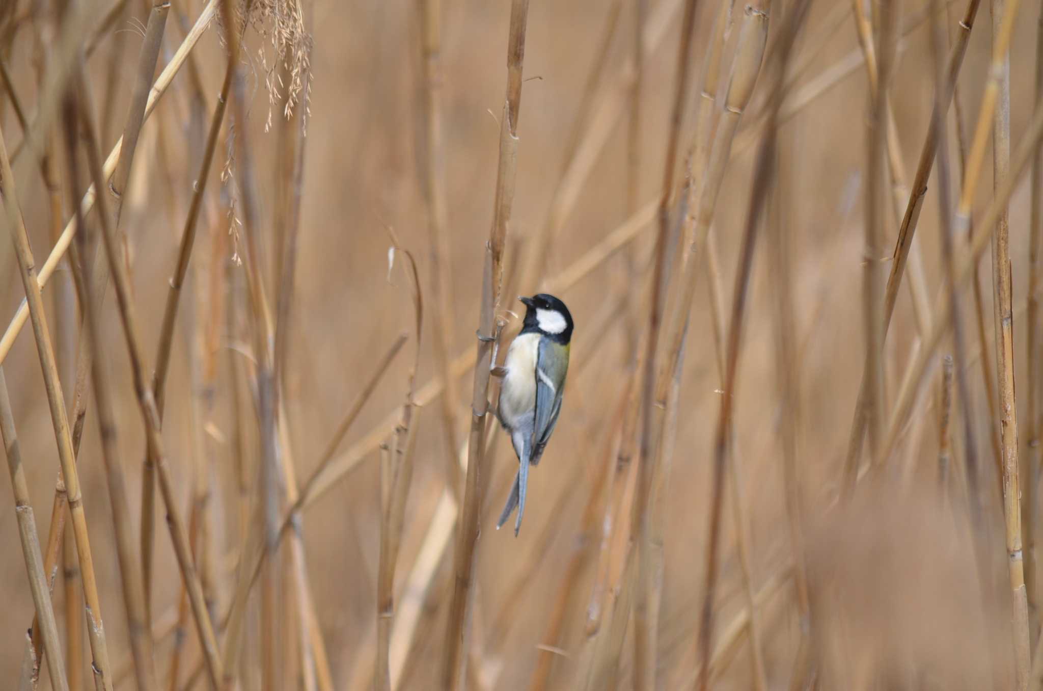 Photo of Japanese Tit at Yatsu-higata by kaijinyama