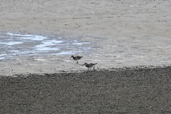 ハマシギ ふなばし三番瀬海浜公園 2021年8月11日(水)