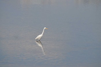 Great Egret Yatsu-higata Sun, 4/2/2017