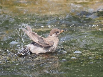 ムクドリ 尼崎市武庫川 2021年8月11日(水)