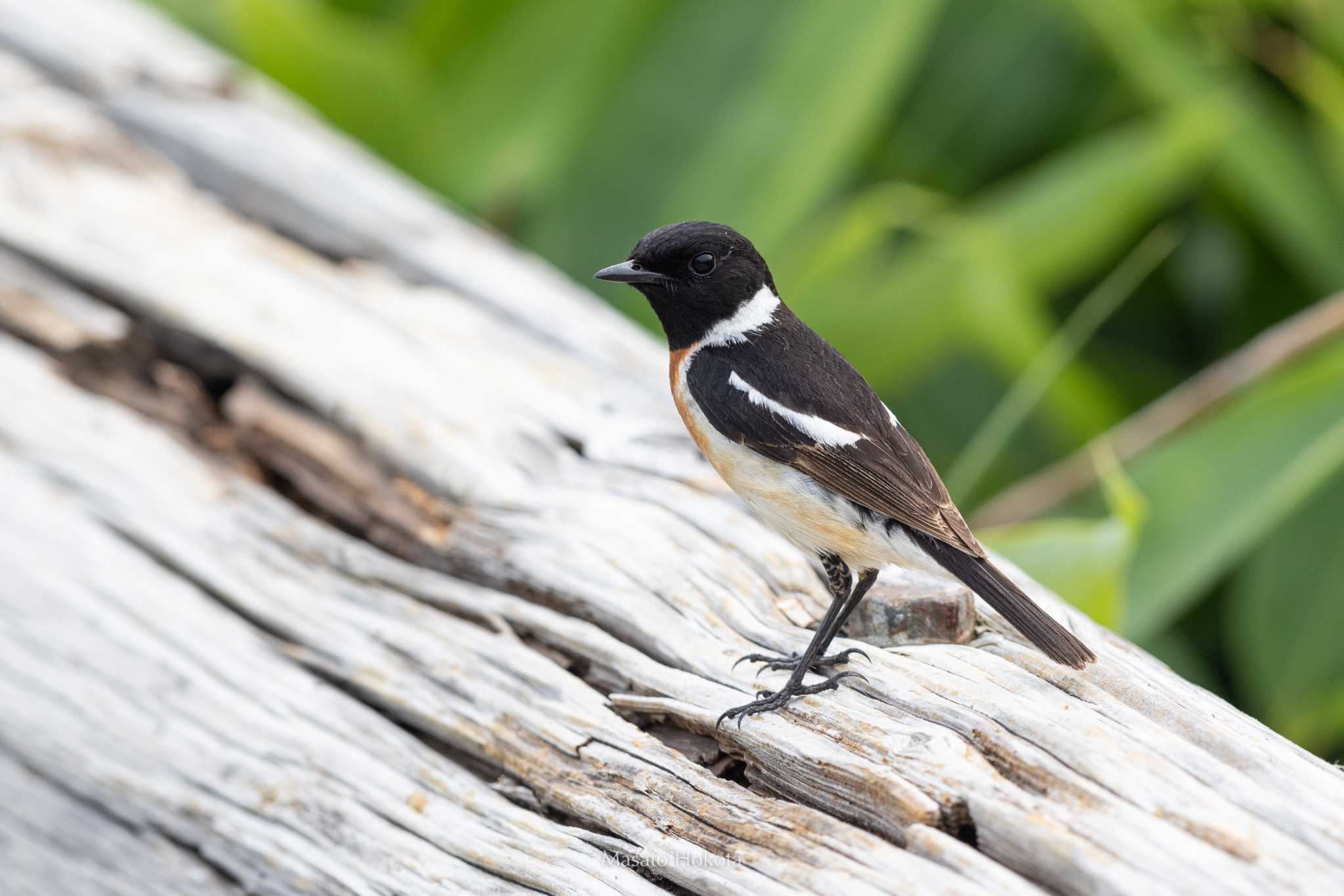 Photo of Amur Stonechat at こうほねの家 by Trio