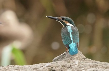 カワセミ 石神井公園 2021年7月26日(月)