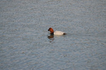 Common Pochard Yatsu-higata Sun, 4/2/2017