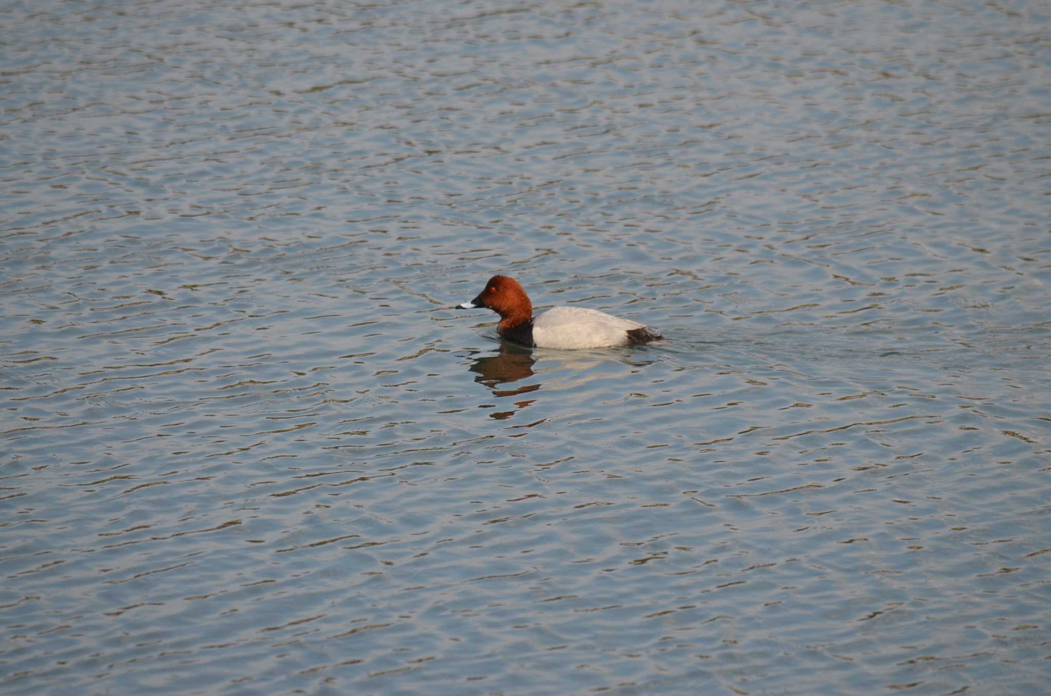 Photo of Common Pochard at Yatsu-higata by kaijinyama