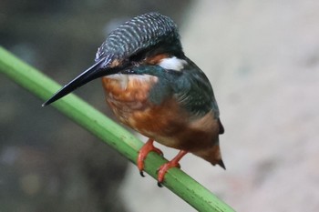 カワセミ 天和公園(台北) 2021年8月11日(水)