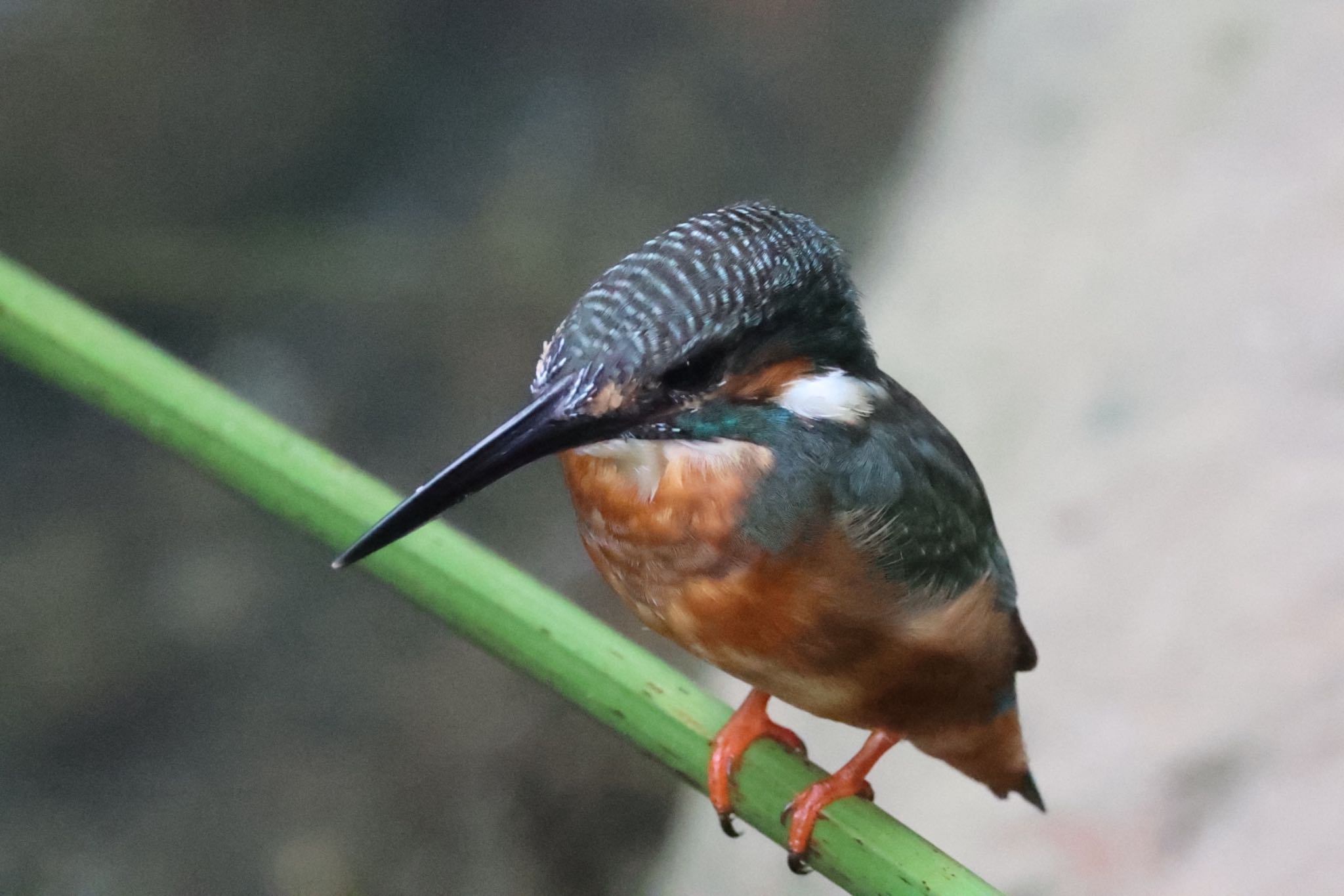 Photo of Common Kingfisher at 天和公園(台北) by FUGU