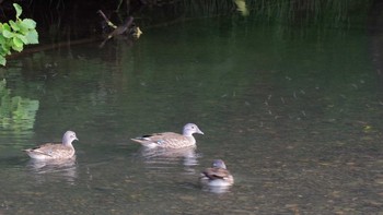 2021年8月11日(水) 福井緑地(札幌市西区)の野鳥観察記録