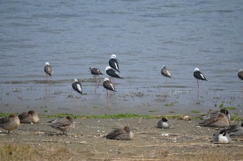 Black-winged Stilt Yatsu-higata Sun, 4/2/2017