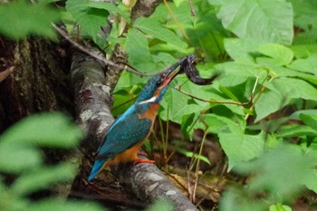 2021年8月11日(水) 西岡公園(西岡水源地)の野鳥観察記録