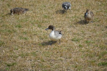 Northern Pintail Yatsu-higata Sun, 4/2/2017