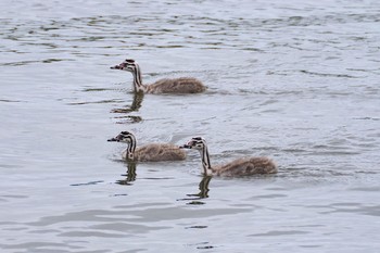 カンムリカイツブリ 青森県小川原湖 2021年8月11日(水)