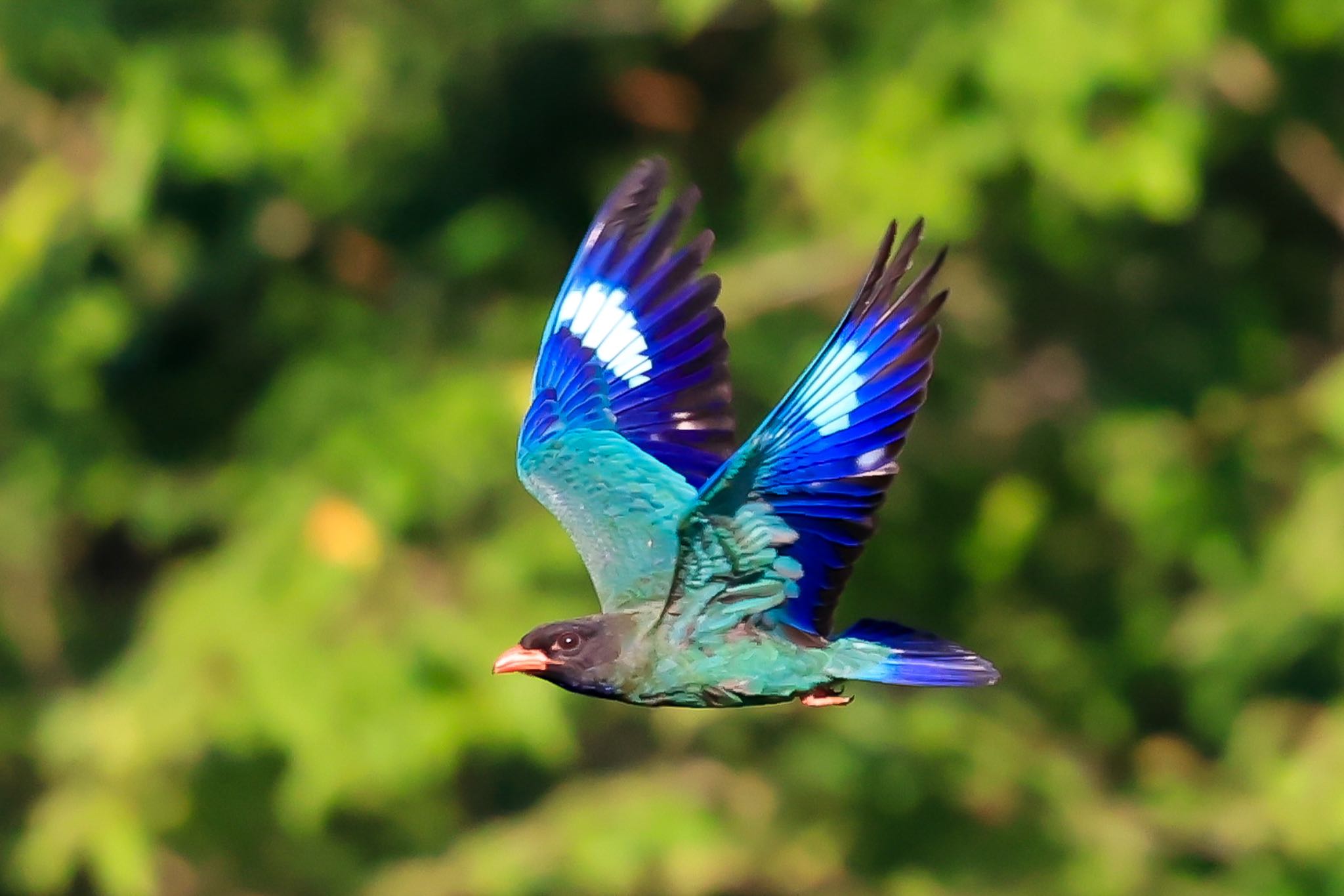 岡山県吉備中央町 ブッポウソウの写真 by H.NAKAMURA