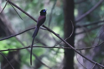 サンコウチョウ 岡山県 2021年7月10日(土)