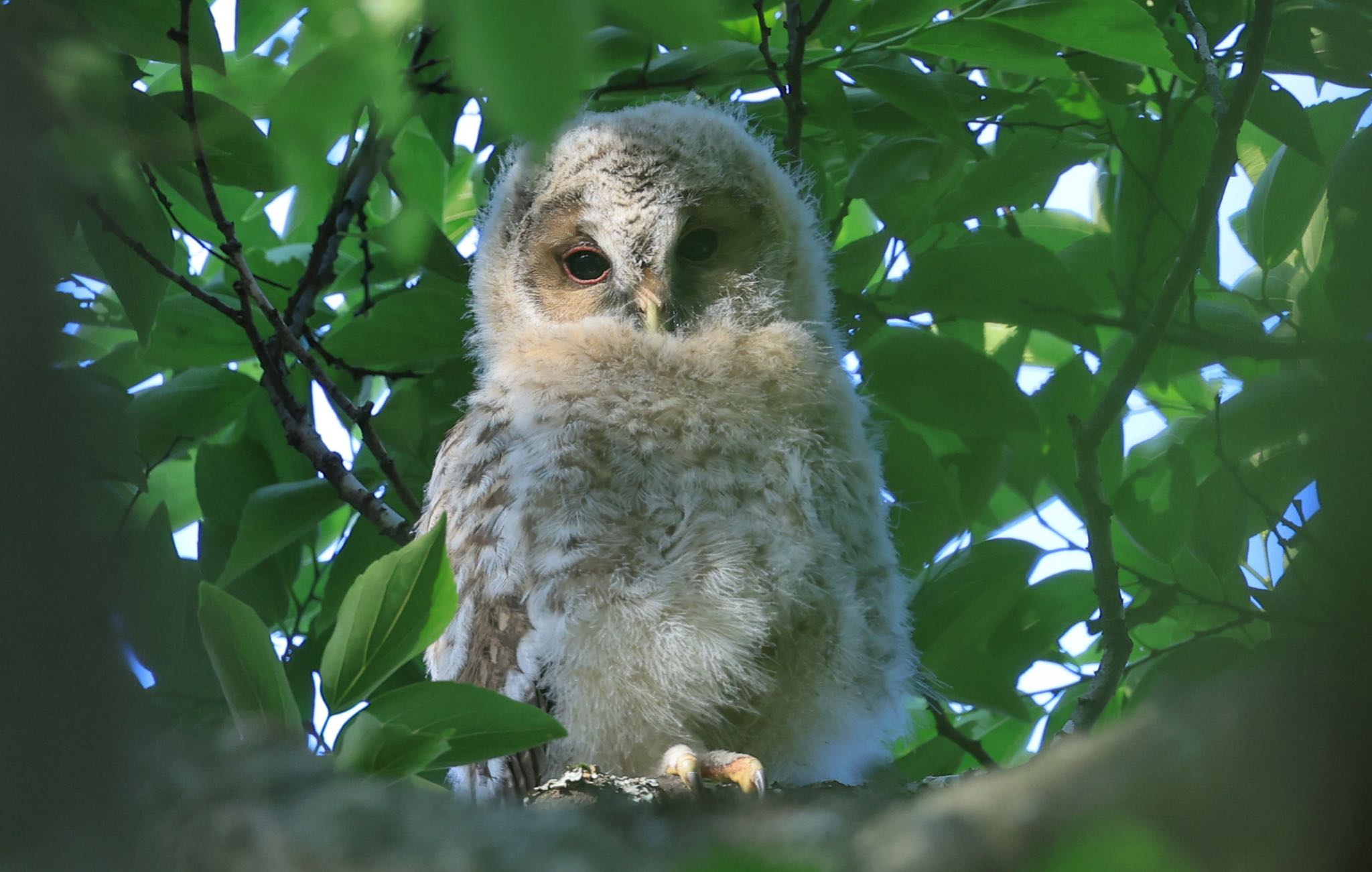 岡山県岡山市 フクロウの写真 by H.NAKAMURA