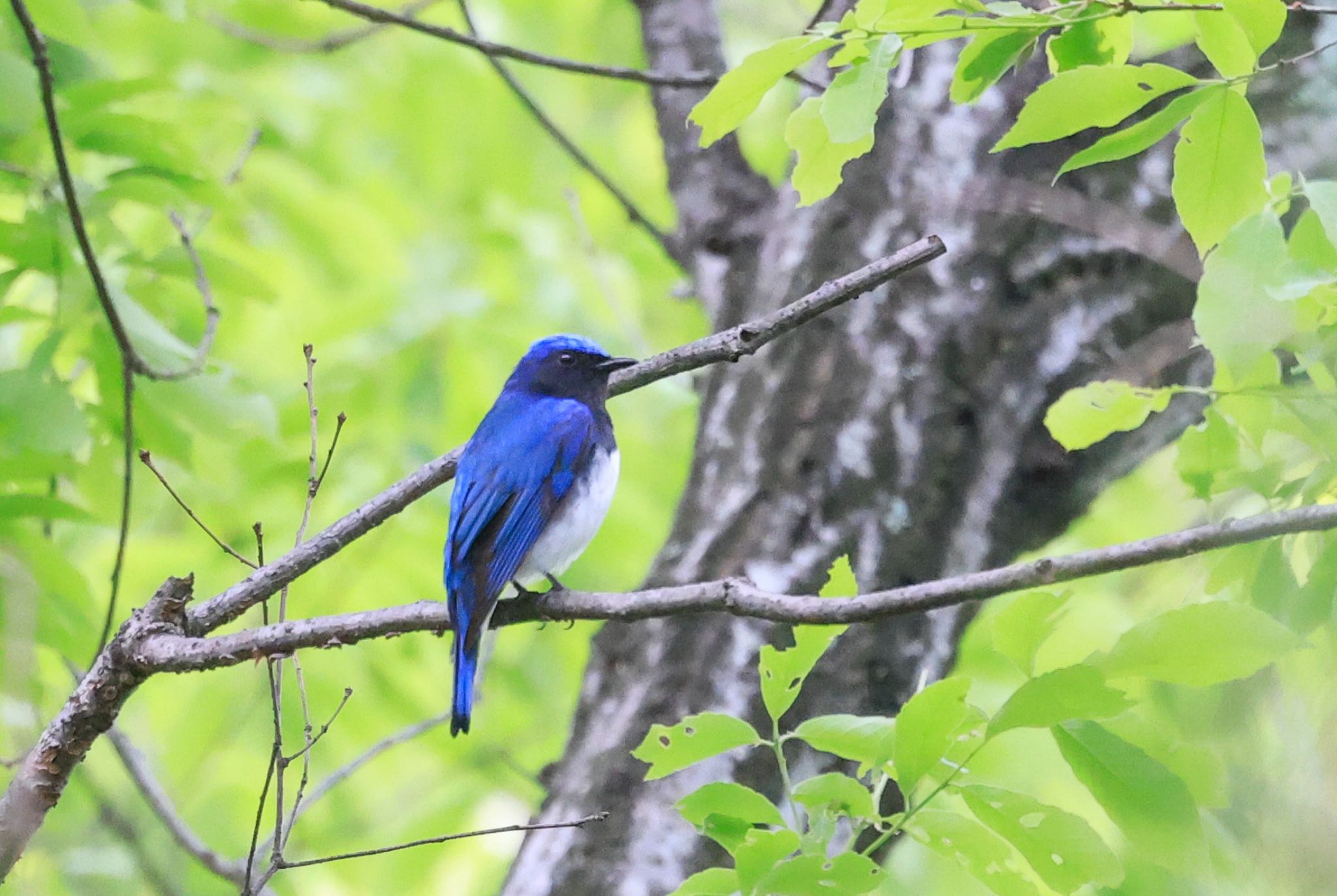 Photo of Blue-and-white Flycatcher at 深山公園 by H.NAKAMURA