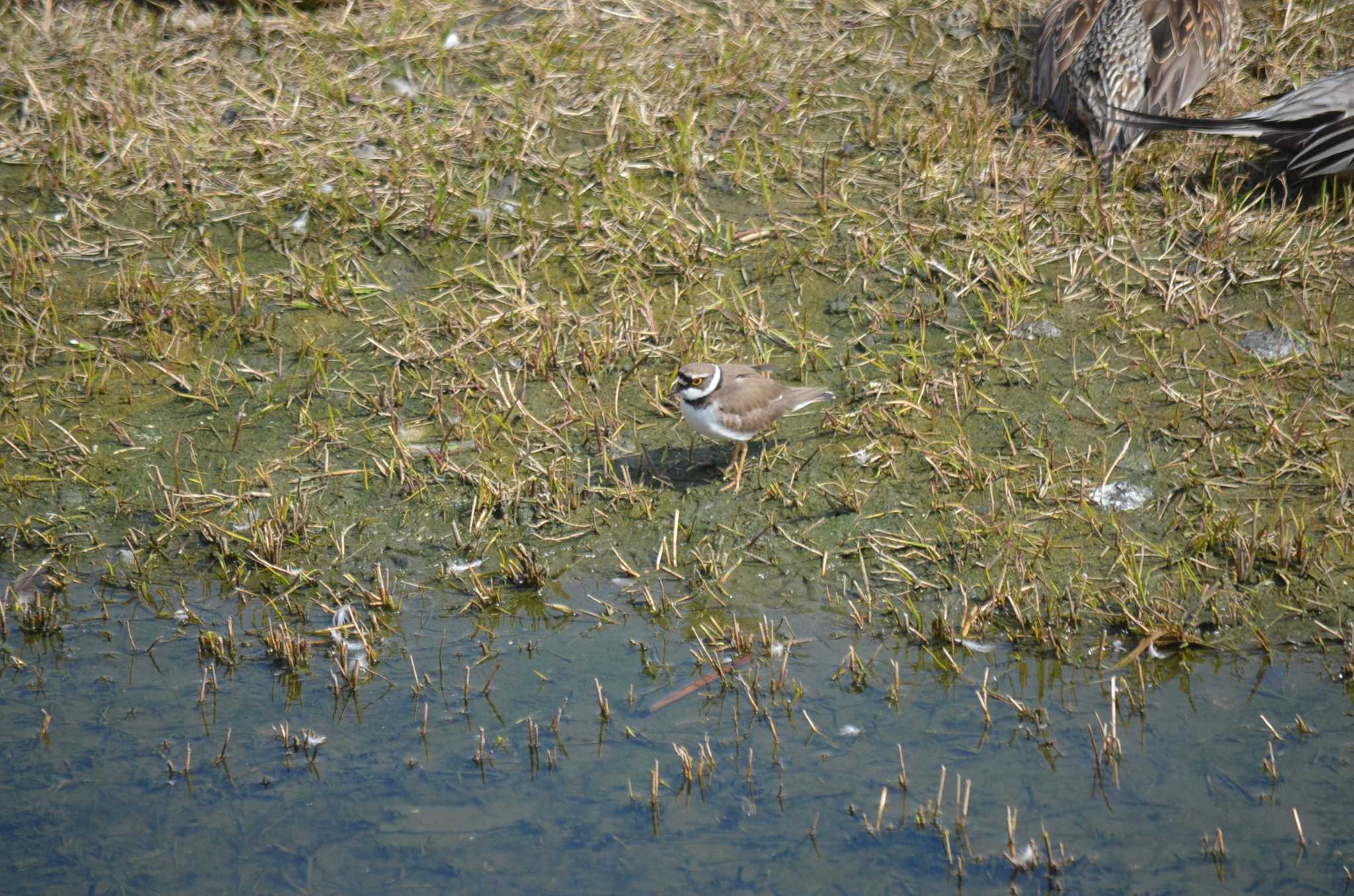 Photo of Little Ringed Plover at Yatsu-higata by kaijinyama