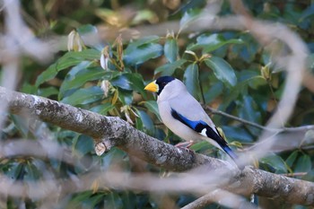 イカル 岡山県吉備中央町 2021年4月11日(日)