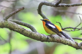 Narcissus Flycatcher 深山公園 Fri, 4/30/2021