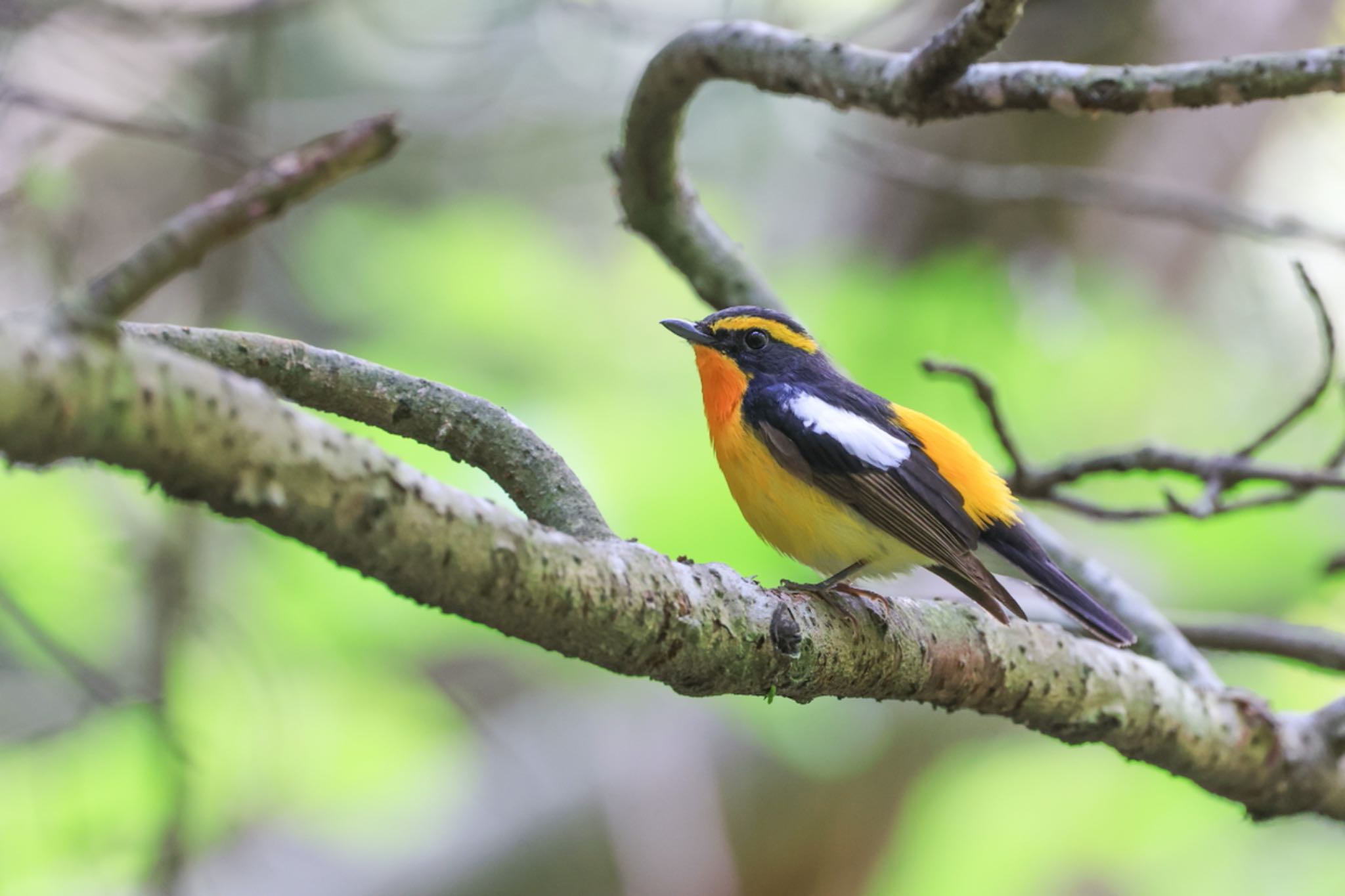 Photo of Narcissus Flycatcher at 深山公園 by H.NAKAMURA