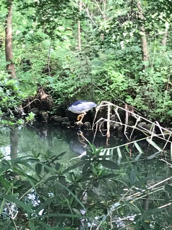 Black-crowned Night Heron 井の頭恩賜公園 Thu, 8/12/2021