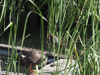 バン 井の頭恩賜公園 2021年8月11日(水)