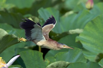 Yellow Bittern Unknown Spots Unknown Date