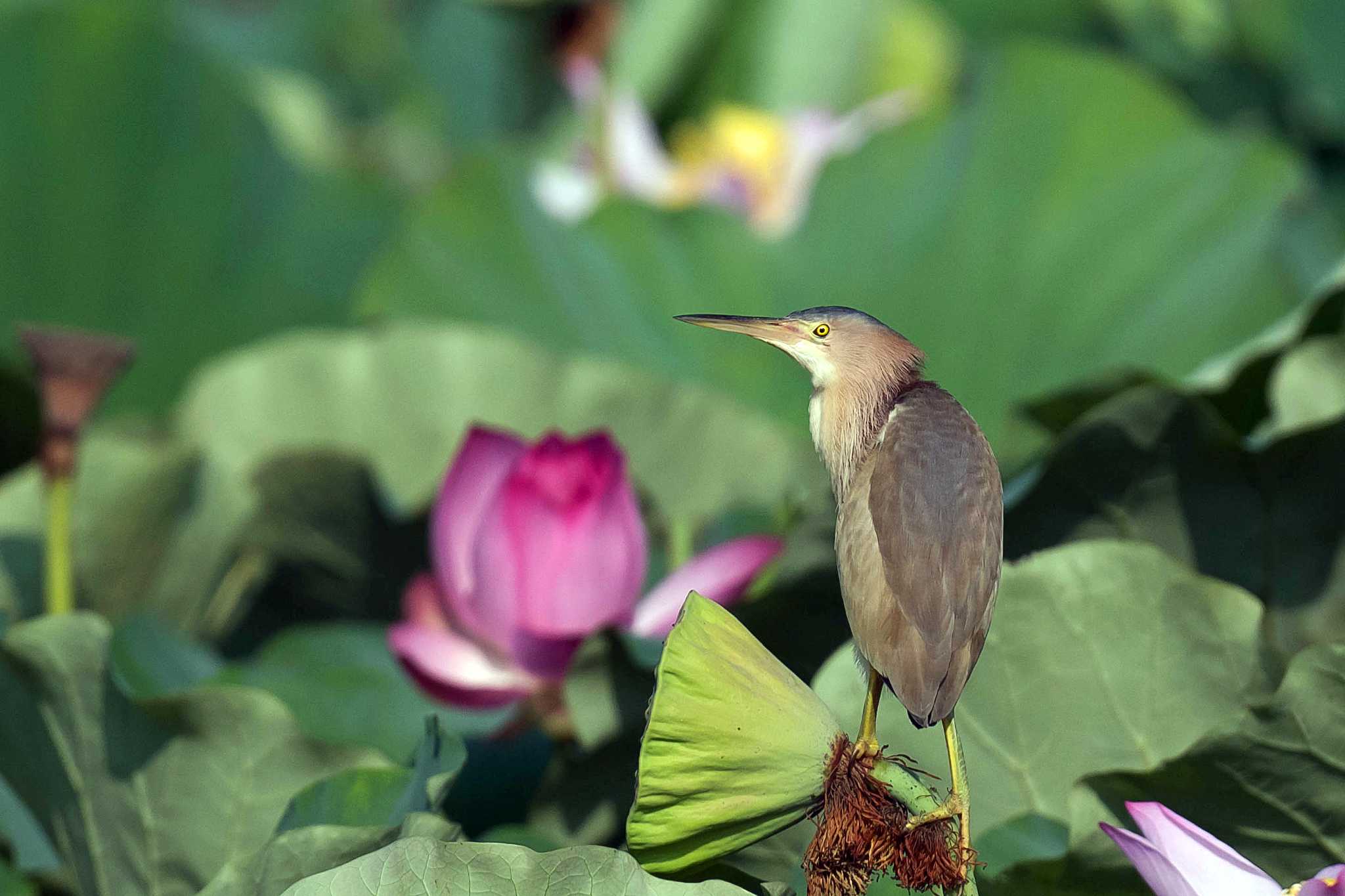 Photo of Yellow Bittern at  by Tanago Gaia (ichimonji)