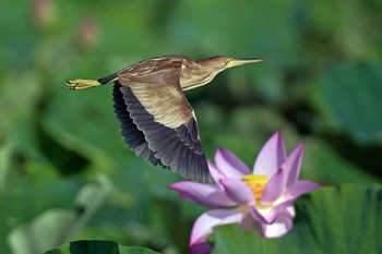 Yellow Bittern Unknown Spots Unknown Date