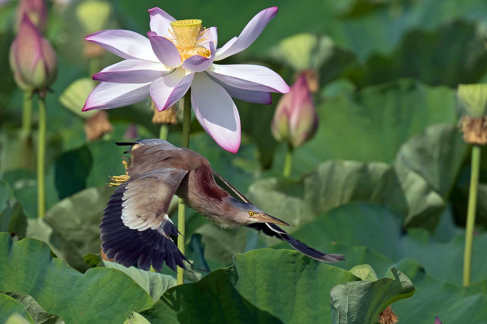 Photo of Yellow Bittern at  by Tanago Gaia (ichimonji)