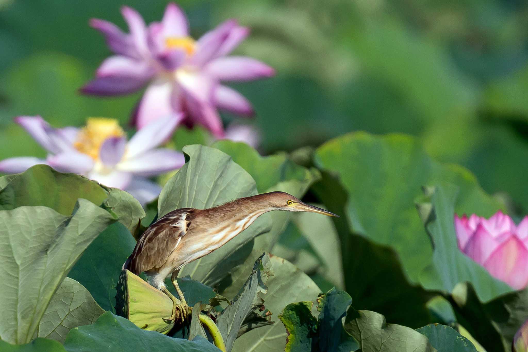 Photo of Yellow Bittern at  by Tanago Gaia (ichimonji)