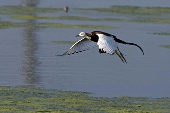 Pheasant-tailed Jacana Unknown Spots Unknown Date