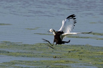 Pheasant-tailed Jacana Unknown Spots Unknown Date