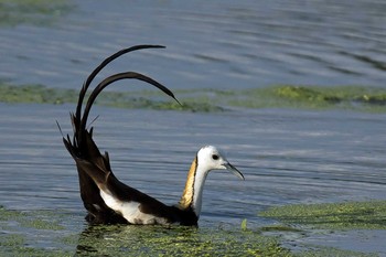 Pheasant-tailed Jacana Unknown Spots Unknown Date