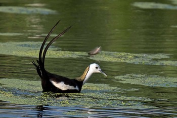 Pheasant-tailed Jacana Unknown Spots Unknown Date