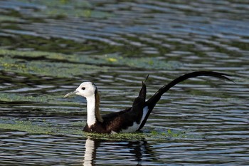 Pheasant-tailed Jacana Unknown Spots Unknown Date