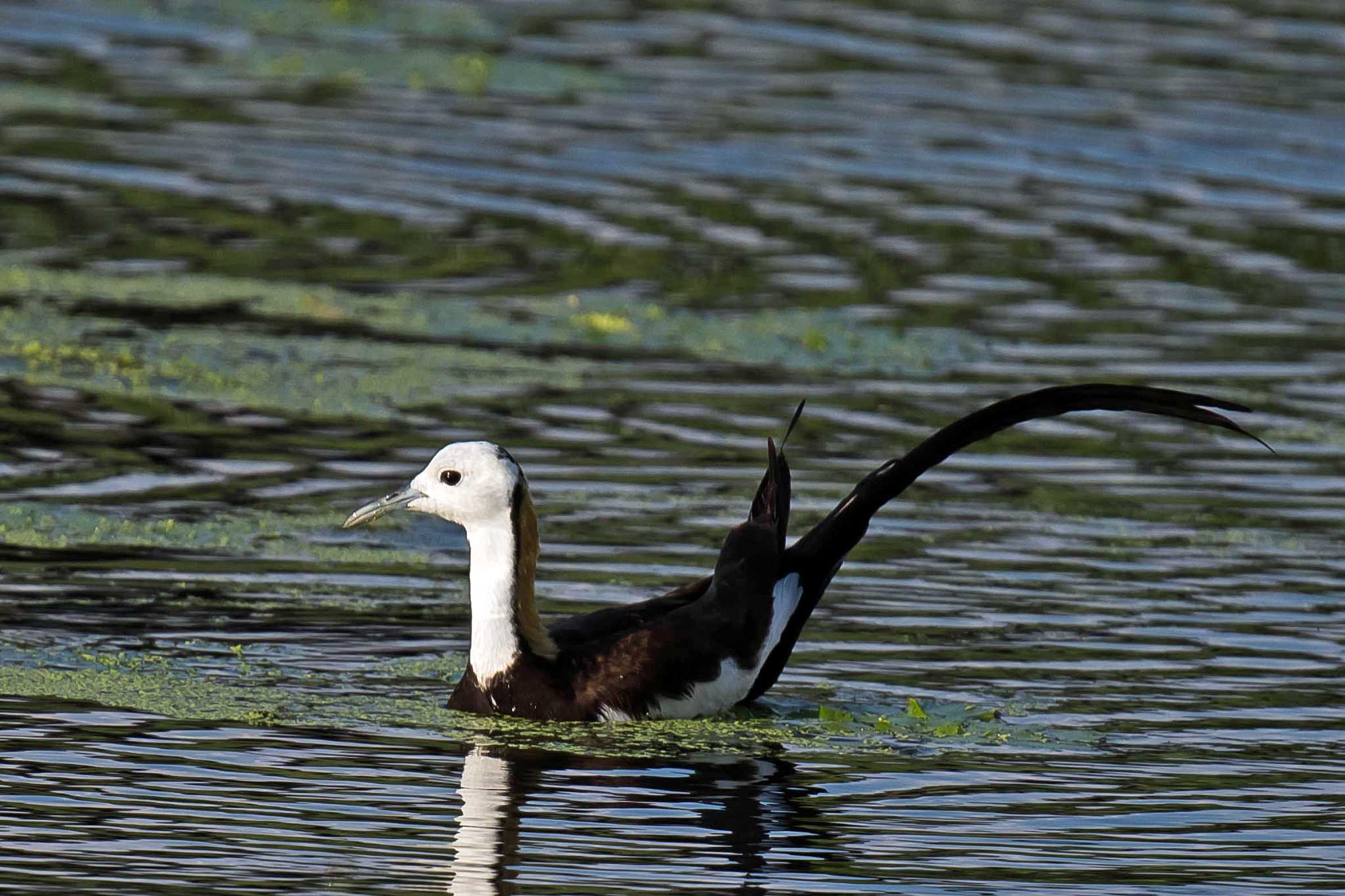 Photo of Pheasant-tailed Jacana at  by Tanago Gaia (ichimonji)