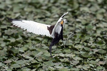 Pheasant-tailed Jacana Unknown Spots Unknown Date